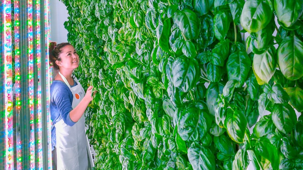 p-3-meet-the-silicon-valley-vertical-farming-startup-that-plans-to-grow-you-better-kale