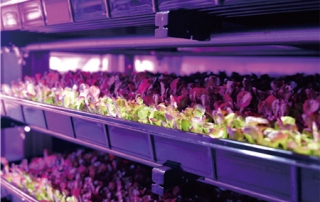 미래원의 자동화 식물 공장에서 자라는 식물들은 햇빛 대신 LED 조명을 받고 자란다.(/장현선)